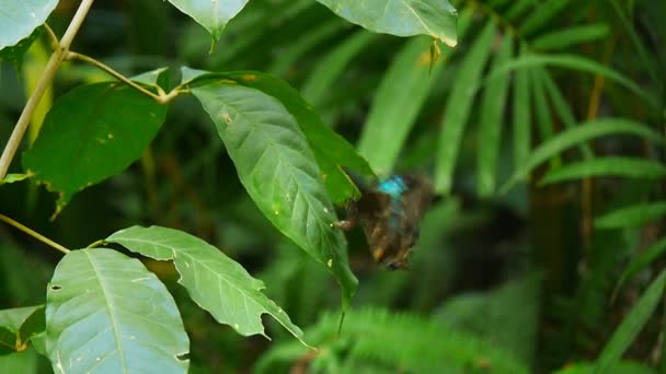 Borboleta põe ovos — Vídeo de Stock