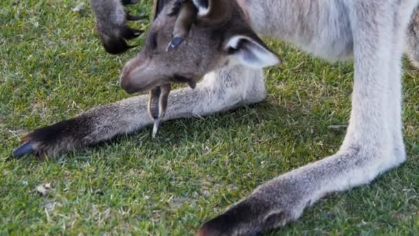 Kangoeroe joey in van zijn moeder etui — Stockvideo