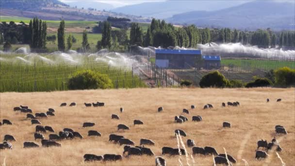 Pastagem de ovinos em campos — Vídeo de Stock