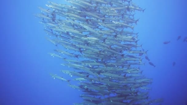 Barracuda nadar en Papúa nueva guinea — Vídeos de Stock