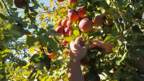 Huonville Australië Circa April 2015 Een Bakker Draait Versgebakken Broden — Stockvideo