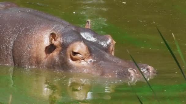 Hipopótamo en el agua — Vídeo de stock