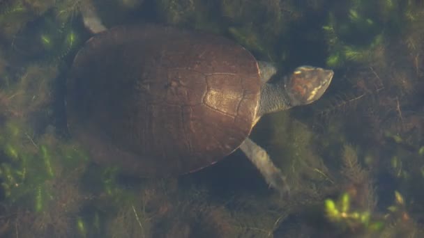 Želva, plavání mezi rostlinami — Stock video