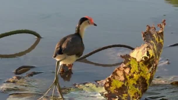 Jacana χτένα-λοφιοφόρος στο corroboree billabong — Αρχείο Βίντεο