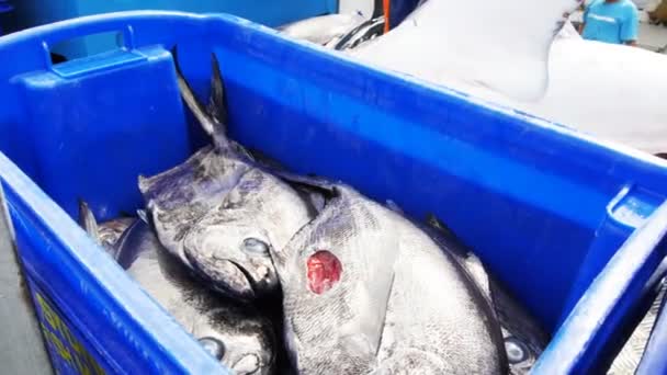 Pescado para el mercado — Vídeos de Stock