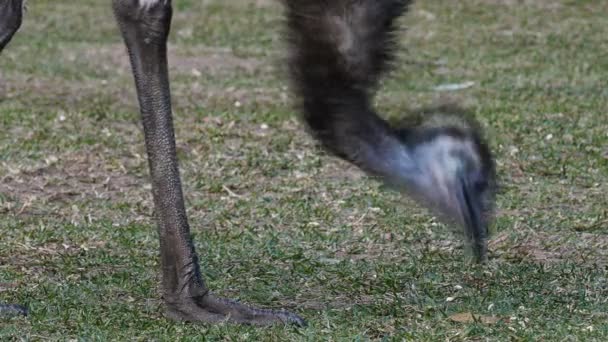 Emu comer semillas en el suelo — Vídeo de stock