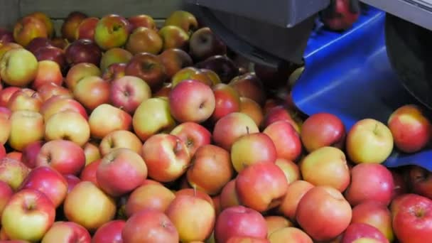 Huonville Australia Około Kwietnia 2015 Jabłka Upuść Obrotowa Kosza Sortowane — Wideo stockowe
