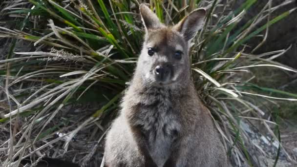 Bennetts wallabie in de natuur — Stockvideo