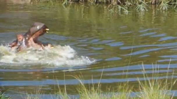 Hipopótamo bosteza en el agua — Vídeos de Stock