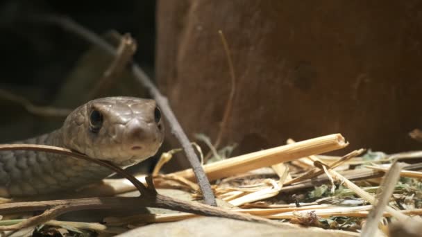 Serpente bruno orientale — Stockvideo