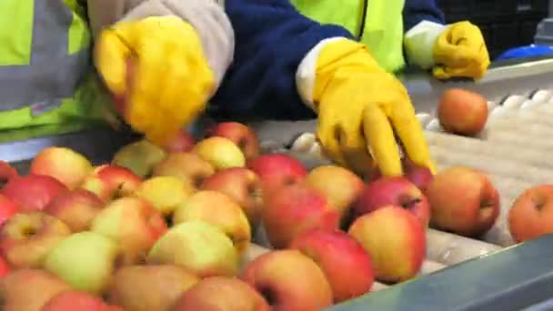 Huonville Australia Circa April 2015 Close Workers Removing Inferior Apples — 图库视频影像