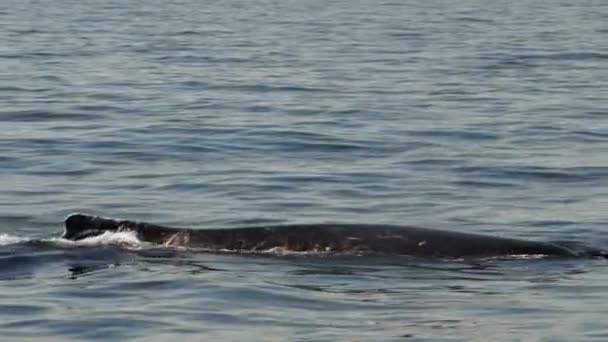 Hump of an adult humpback whale — Stock Video