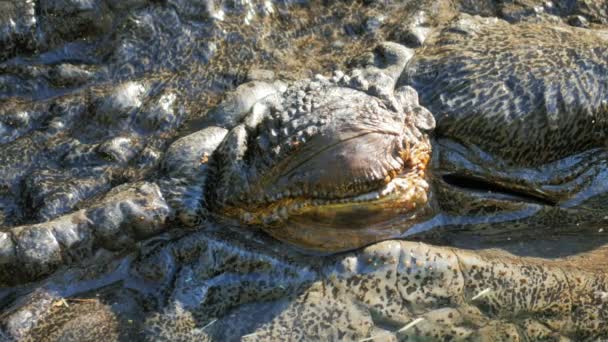 Krokodil a szem megnyitása — Stock videók