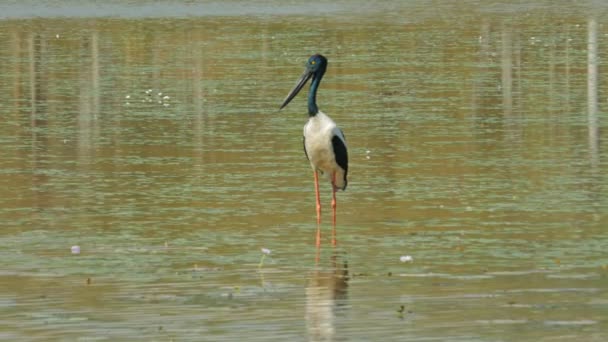 Black-necked stork at bird billabong — Stock Video