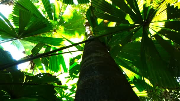 Fan palm leaves at cape tribulation — Stock Video