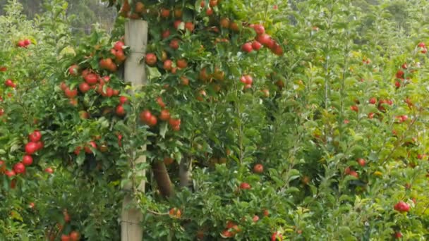 Huerto de manzanas — Vídeo de stock