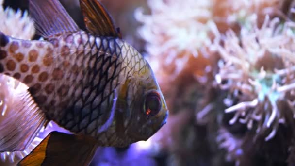 Pjama cardinalfish and coral polyps — стоковое видео