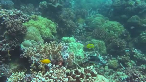 Jardin de corail sur la grande barrière de corail — Video