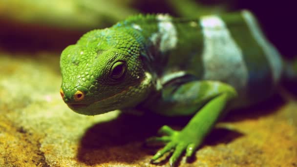 Head of a fiji banded iguana — Stock Video