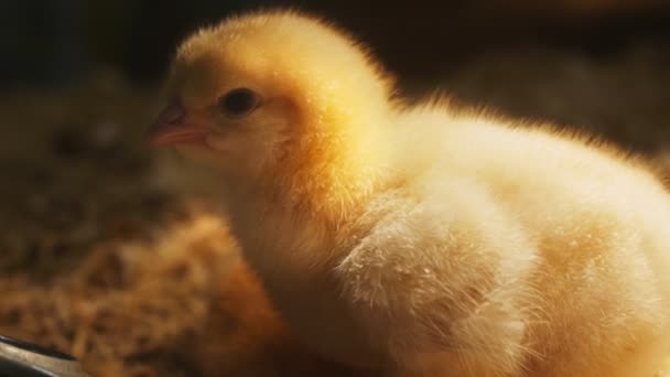 Baby chick close up — Stock Video