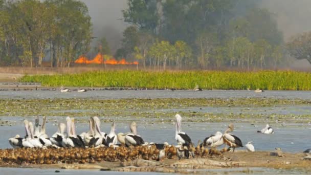 Życie ptaków w billabong ptak w mary river national park — Wideo stockowe