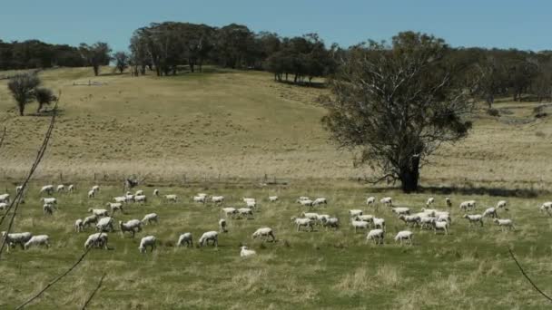 Australische Schaffarm — Stockvideo