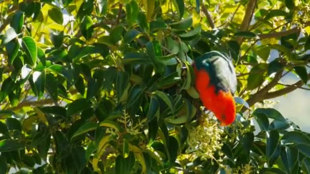 Koning parrot voeding — Stockvideo