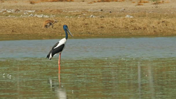 Kangoeroe en zwarte Rondbodemkolf ooievaar op vogel billabong — Stockvideo