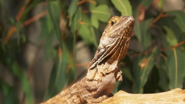 Frilled neck lizard sitting on log — Stock Video