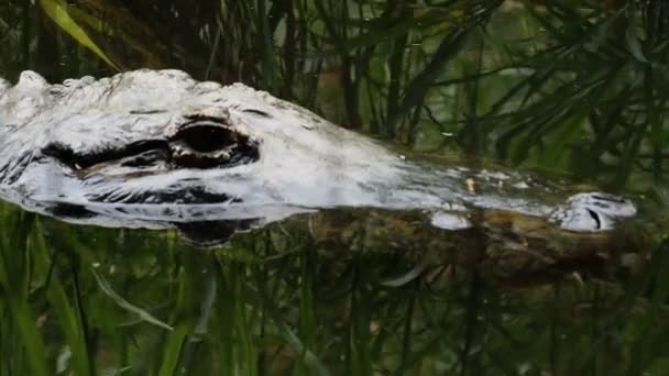 Cabeza de cocodrilo en un pantano — Vídeos de Stock