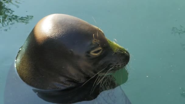 Cachorro de foca bosteza — Vídeos de Stock