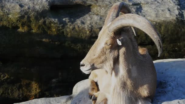 Moutons barbares africains — Video