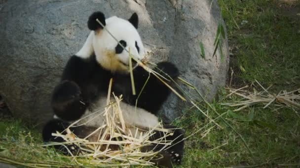 Гігантська панда їсть бамбук — стокове відео