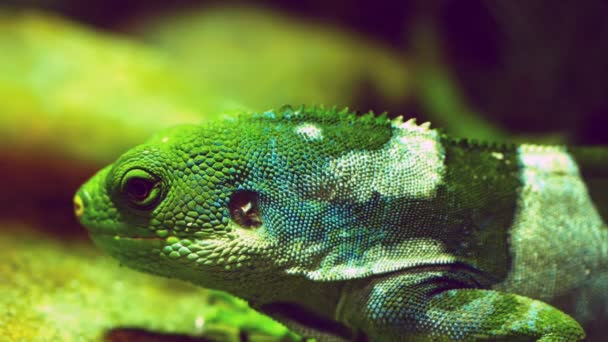 Chefen för en fiji Bandad iguana — Stockvideo