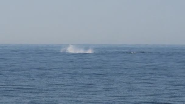 Walvis slapping zijn staart op het oppervlak — Stockvideo