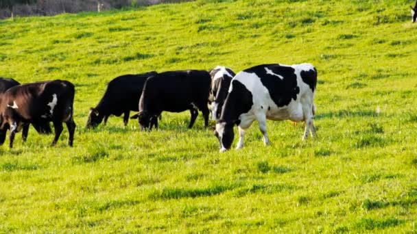 Pâturage des vaches laitières — Video