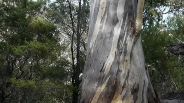 Tronco de árbol de eucalipto — Vídeos de Stock