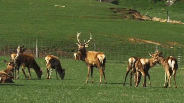 cerfs et fait dans une ferme de cerfs 