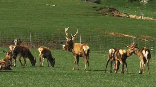 Stags and does on a deer farm — Stock Video