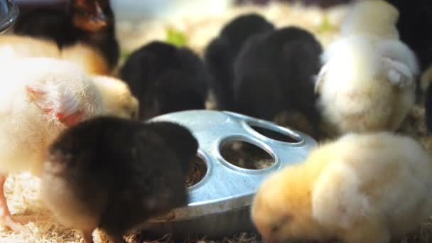 Pollos bebé alimentación — Vídeo de stock