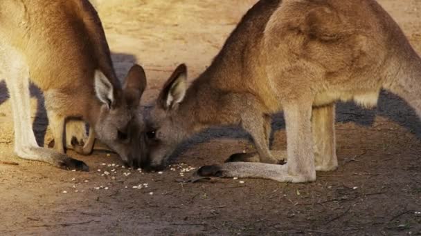 Two kangaroos feeding — Stock Video