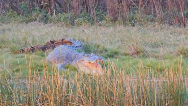Crocodilo estuarino em corroboree billabong — Vídeo de Stock