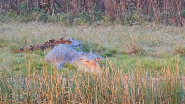 Эстуариновый крокодил на корробори биллабонг — стоковое видео