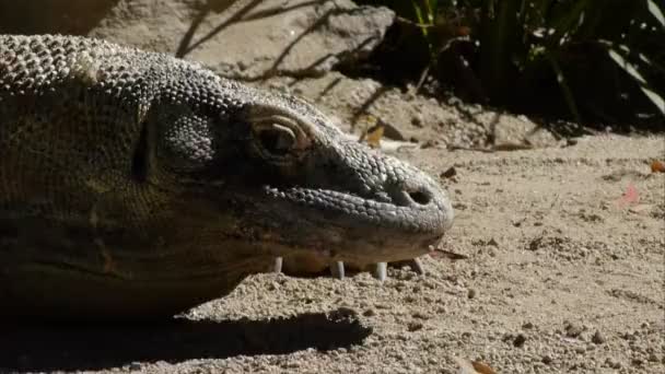 Dragão komodo cintilando sua língua — Vídeo de Stock