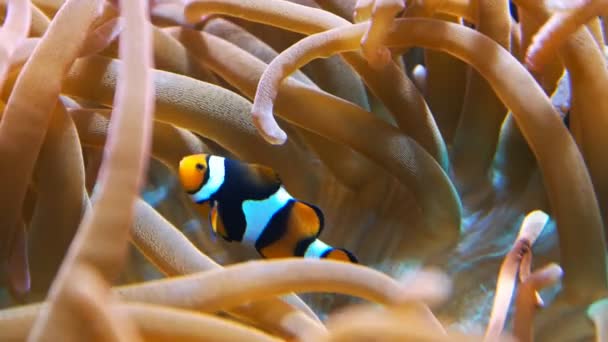 Clownfische eingebettet zwischen Anemonen — Stockvideo