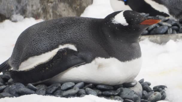 Pingüino incuba un huevo — Vídeo de stock