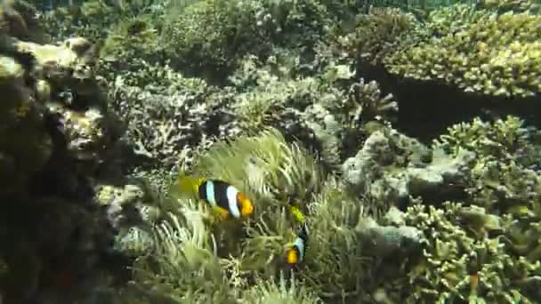 Anenomefish nadar por encima de anenome — Vídeo de stock