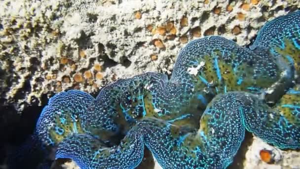 Tridacna crocea kagyló köpeny bővül — Stock videók
