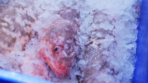 氷の上の新鮮なピンク玲 — ストック動画