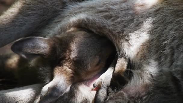 Känguru joey im Beutel — Stockvideo